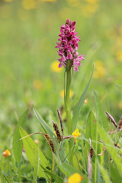 Dactylorhiza incarnata